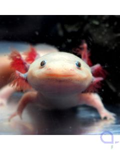 Axolotl Weißling - Ambystoma mexicanum - Gesicht