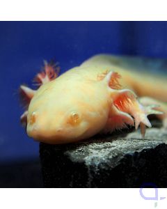 Axolotl Gold-Albino - Ambystoma mexicanum