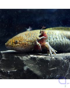 Axolotl naturfarben - Ambystoma mexicanum - Gesicht