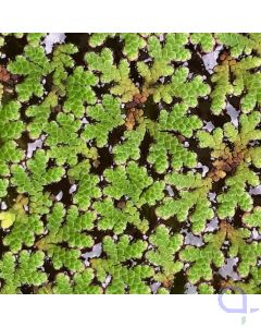 Azolla filiculoides - Feenmoos, Große Algenfarn