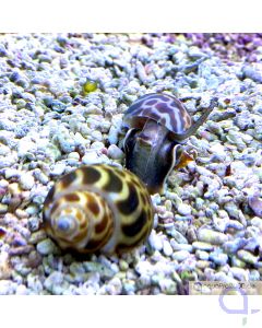 Babylonia zeylanica - Babylonia Schnecke