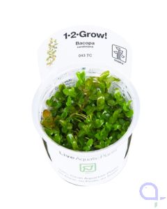 Bacopa caroliniana - Großes Fettblatt - 1-2-Grow
