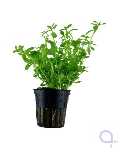Bacopa monnieri 'Compact' - Kleines Fettblatt