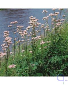 Valeriana officinalis – echter Baldrian