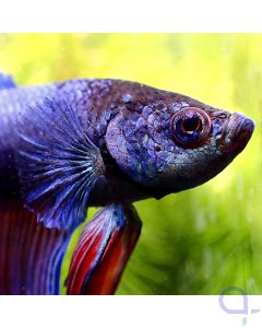Kampffisch Halfmoon - Blue Red Striped - Betta splendens *Gn76