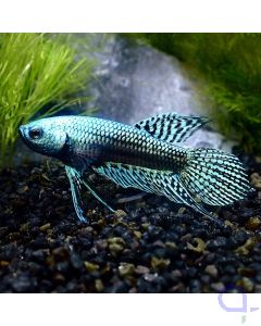 Kampffisch Plakat - Metallic Alien - Betta splendens *GN12