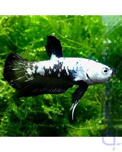 Kampffisch Plakat - Black Samurai - Betta splendens *GN07