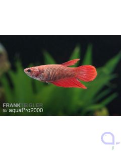 Kampffisch Weibchen - Betta splendens