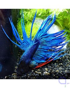 Kampffisch Crowntail - Blue Metallic - Betta Splendens *GN24