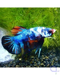 Kampffisch Plakat - Blue Nemo - Betta Splendens *GN17