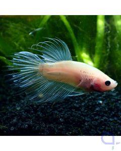 Kampffisch Crowntail - Baby Ice - Betta splendens *GN23