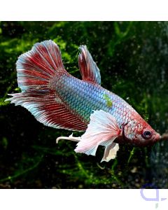 Kampffisch Plakat - Lavender Dumbo Ear - Betta splendens *GN70