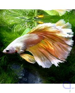 Kampffisch Halfmoon - Big Gold - Betta splendens *GN09
