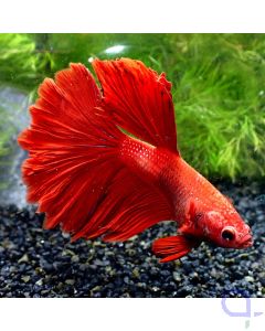 Kampffisch Halfmoon - Red - Betta splendens *GN09