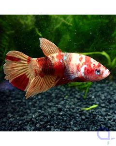 Kampffisch Plakat - Nemo - Betta splendens - Ansicht