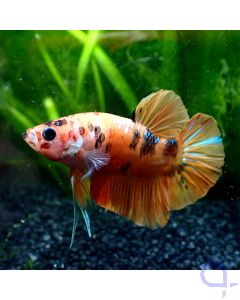 Kampffisch Plakat - Peachy Nemo - Betta splendens