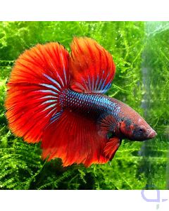 Kampffisch Halfmoon - Blue Striped Red - Betta splendens -Full Fin
