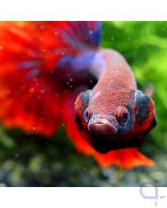 Kampffisch Halfmoon - Blue Striped Red - Betta splendens *GN99