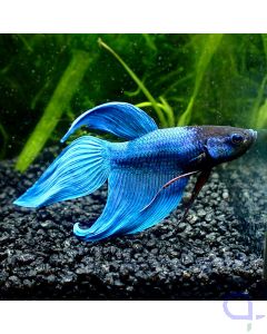 Kampffisch Veiltail - Blue - Betta splendens 