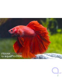 Kampffisch Halfmoon Rot - Männchen - Betta splendens