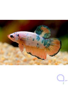 Kampffisch Plakat "Deluxe" - Betta splendens