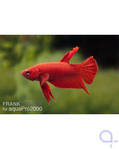 Kampffisch (einfach) Männchen