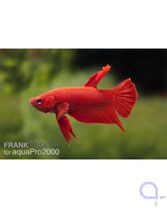 Kampffisch Männchen farbig