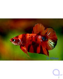 Kampffisch Plakat Hellboy - Betta splendens