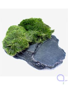 Bewachsener Slate Rock - wysiwyg - Ansicht
