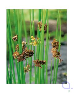 Juncus effusus