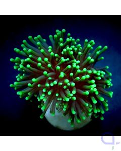 Euphyllia glabrescens - Black Torch