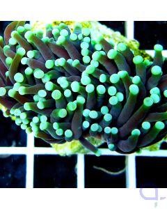 Euphyllia glabrescens "Black Torch"