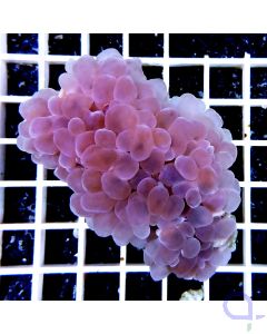 Plerogyra sinuosa Pink