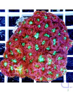 Blastomussa merleti 