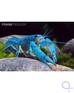 Blauer Floridakrebs - Procambarus alleni - DNZ