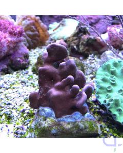 Ableger Heliopora coerulea - Blaue Koralle