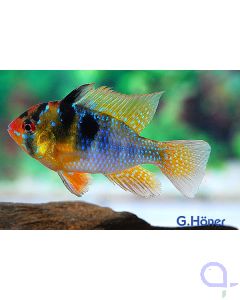 Blauer Schmetterlingsbuntbarsch - Mikrogeophagus ramirezi