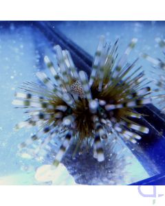 Echinothrix calamaris - Bleistift-Diademseeigel