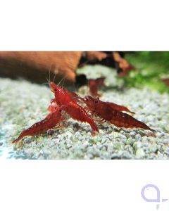 Bloody Mary Garnele - Neocaridina davidi