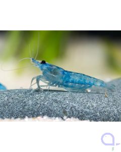 Bue Jelly Garnele - Neocaridina davidi