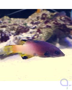 Bodianus mesothorax - Zweifarbenlippfisch