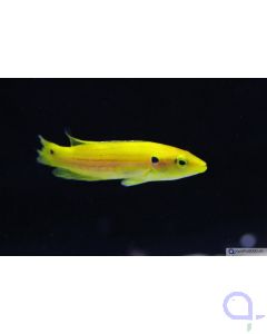 Bild 1 Bodianus bimaculatus - Zweipunktlippfisch