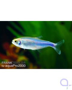 Blauer Perusalmler - Boehlkea fredcochui 