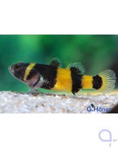 Goldringelgrundel - Brachygobius xanthozonus / doriae