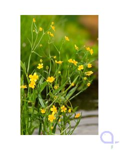 Ranunculus flammula - Brennender Hahnenfuß