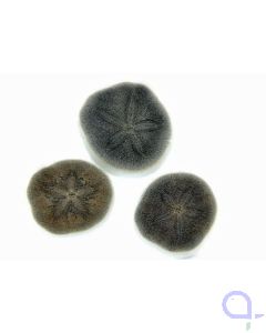 Clypeaster sp. - Sanddollar