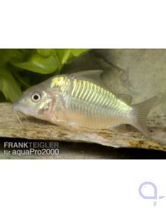 Smaragd Panzerwels - Brochis splendens 