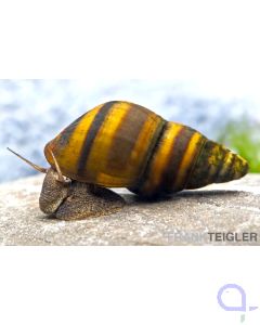 Gestreifte Turmdeckelschnecke -  Brotia dautzenbergiana