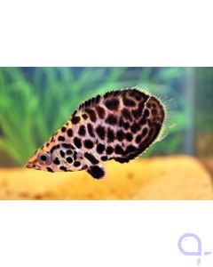 Leopard-Buschfisch - Ctenopoma acutirostre