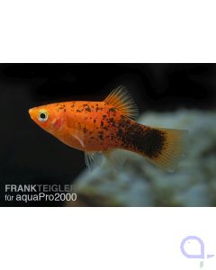 Korallenplaty calico - Xiphophorus maculatus